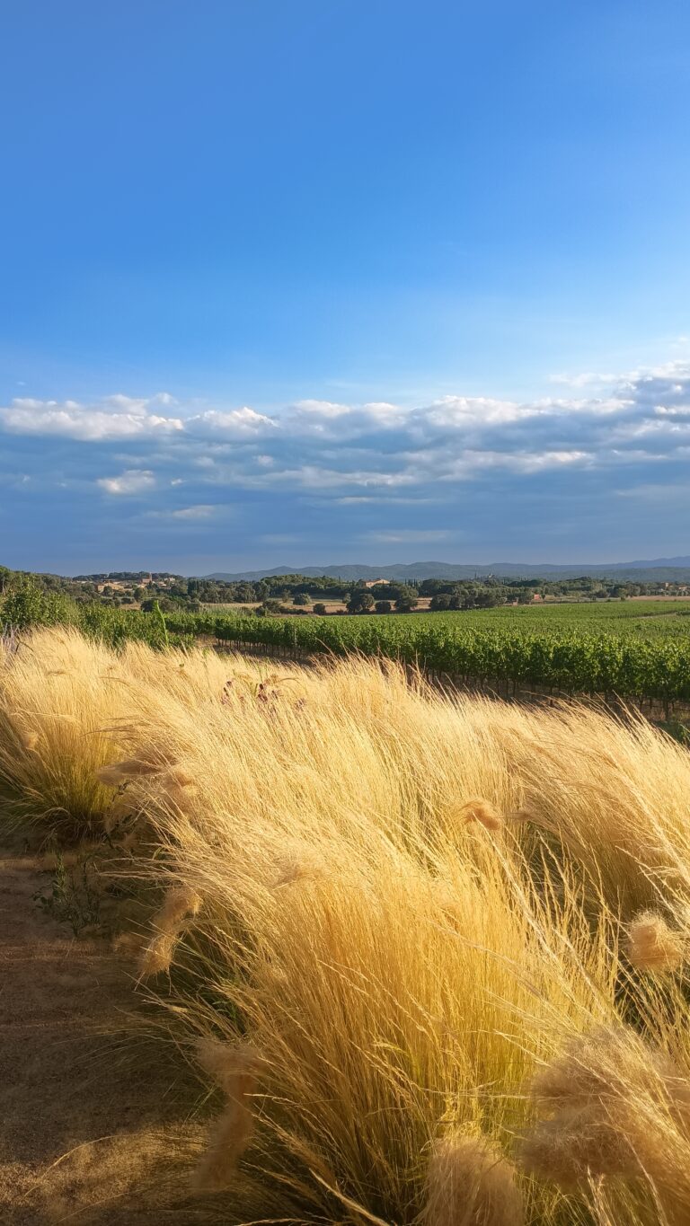 Experiencia entre viñedos (Mas Geli)